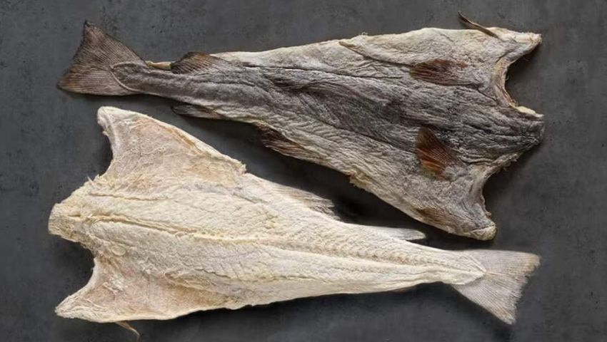 Brazil Fish