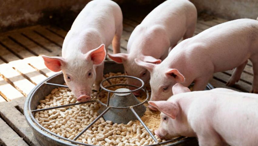 Pigs