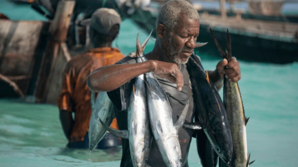 Africa Fish