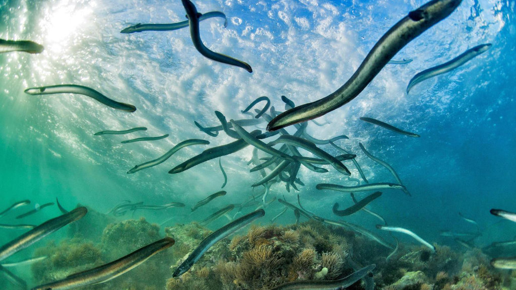 European-Eels