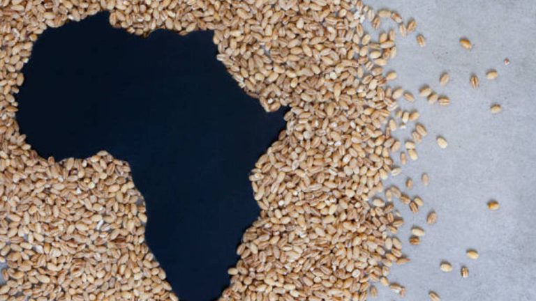 African Wheat
