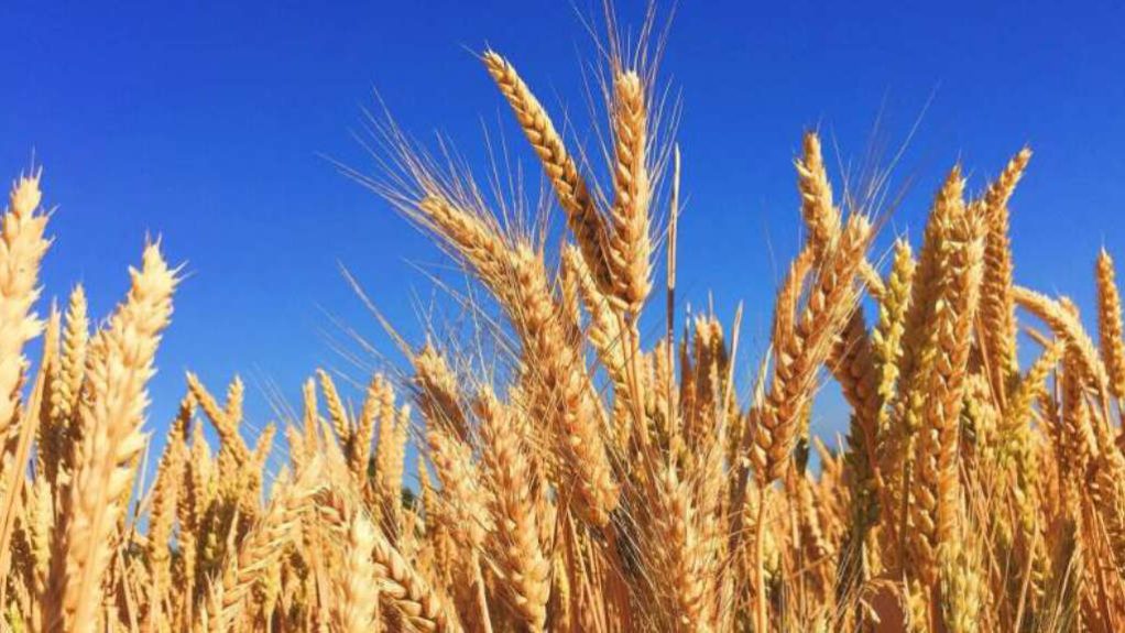 wheat