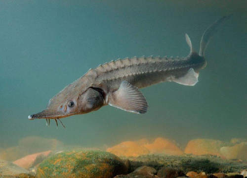 Caspian-sturgeon