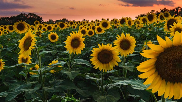 Sunflowers