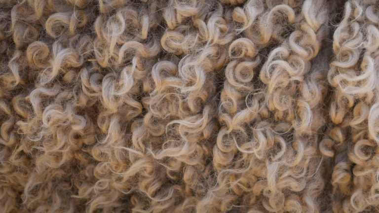 wool image
