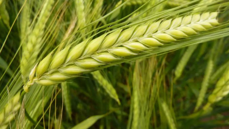 China Agriculture Barley