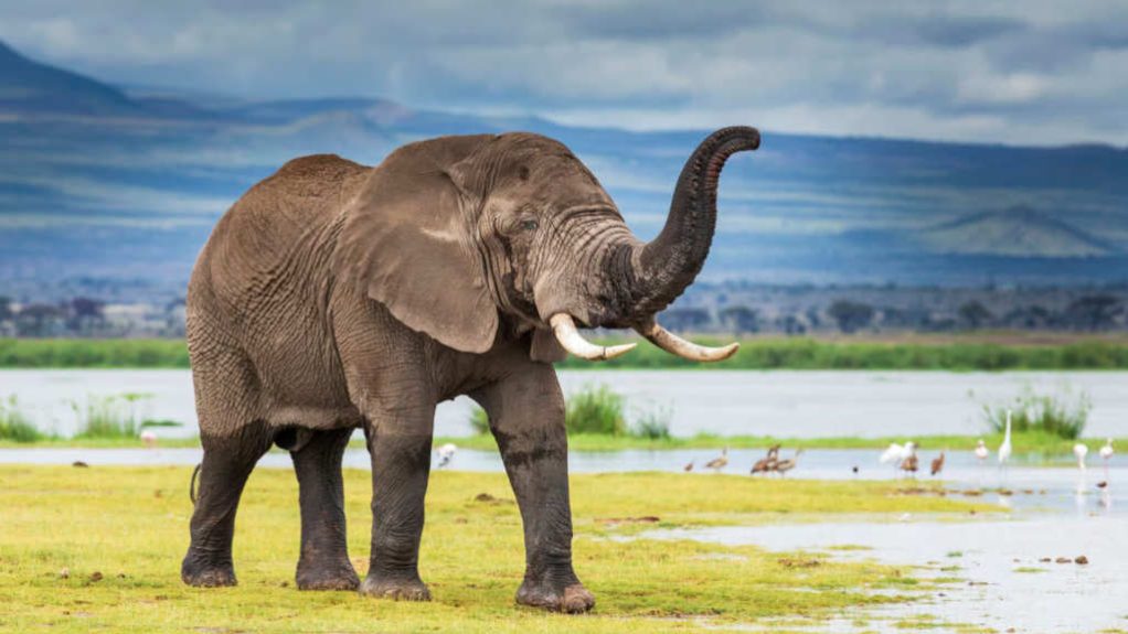 Africa