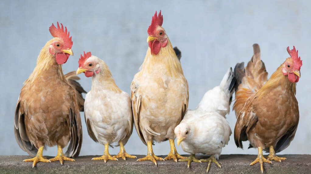 Africa_Chicken