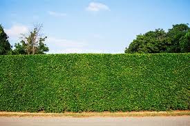 Hedge 