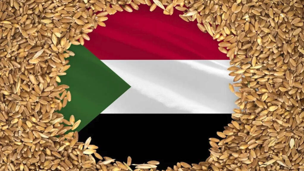 Sudan wheat