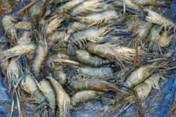 Shrimp