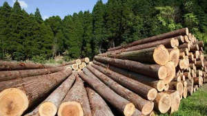 timber