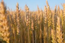 wheat