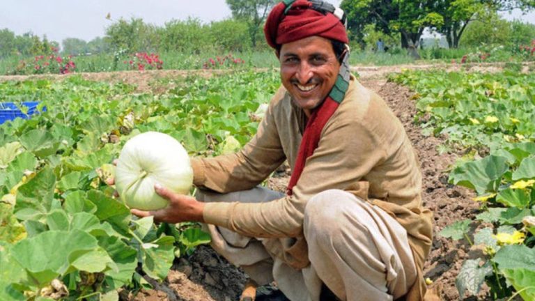 Pakistan Farmer