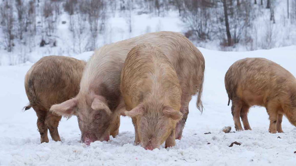 Russia Doubles Pork Exports To China