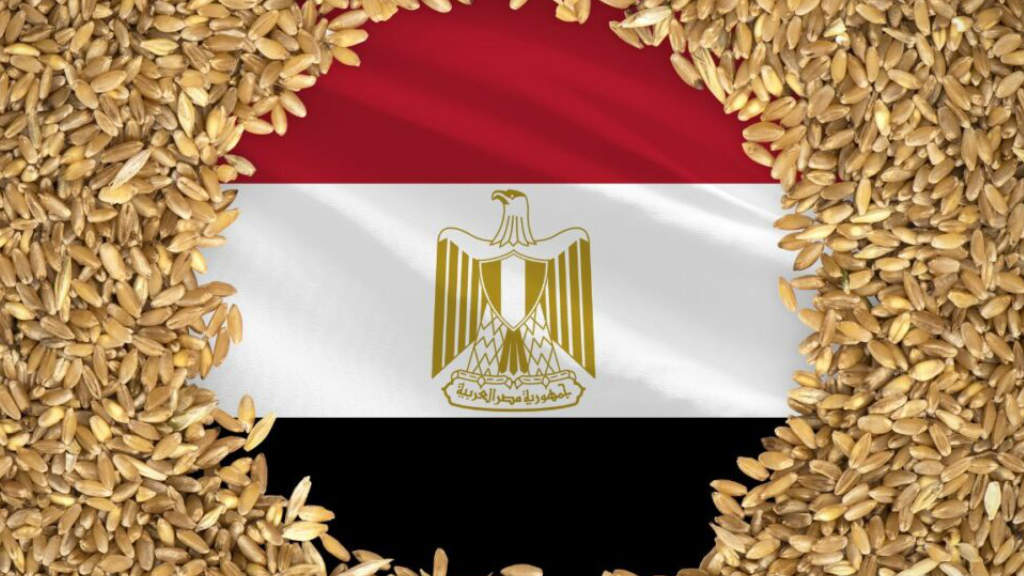 Egypt Wheat