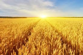 Agriculture Image