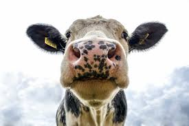 Livestock Image