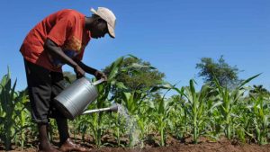 Africa Fertilizer