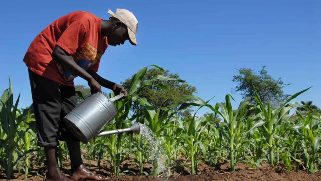 Africa Fertilizer