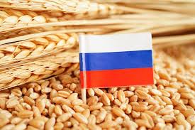 Wheat Image