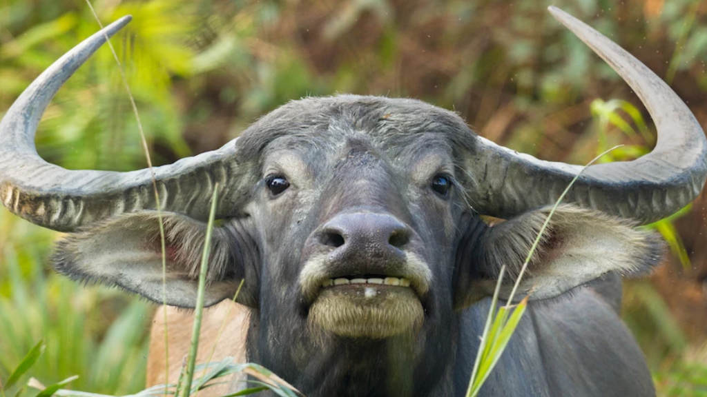 Beef