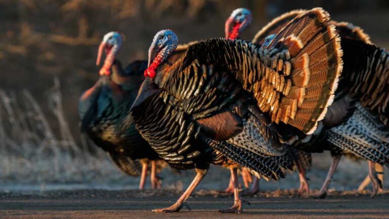 Africa Turkey