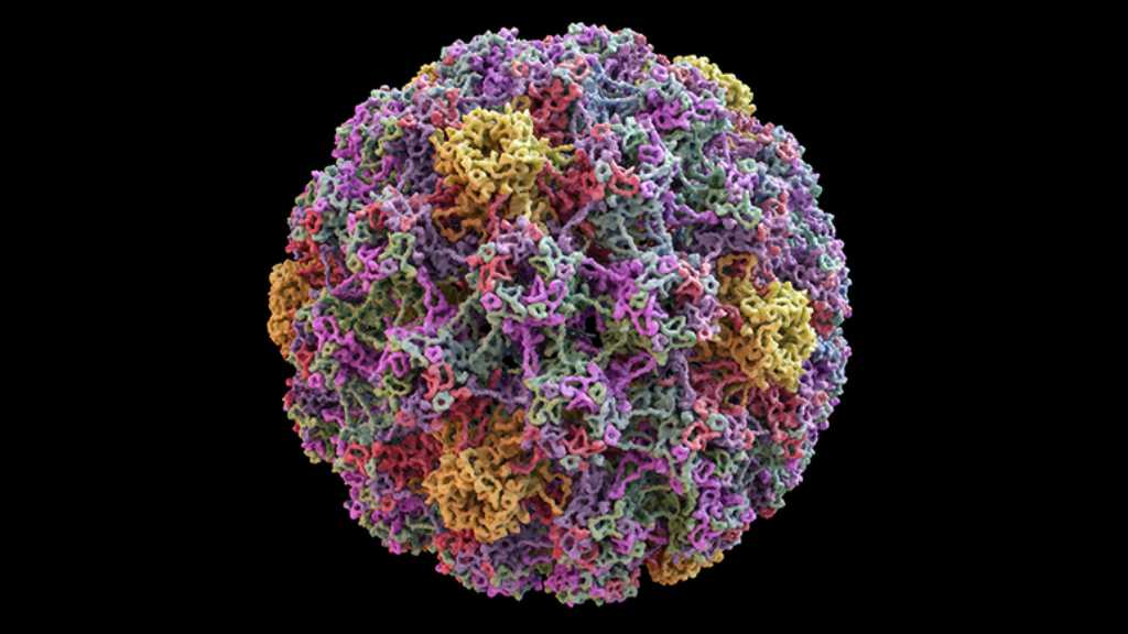 HPV