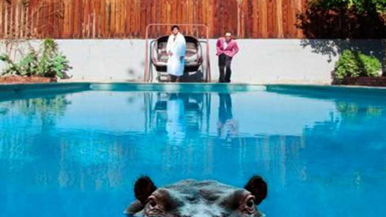 Hippopotami
