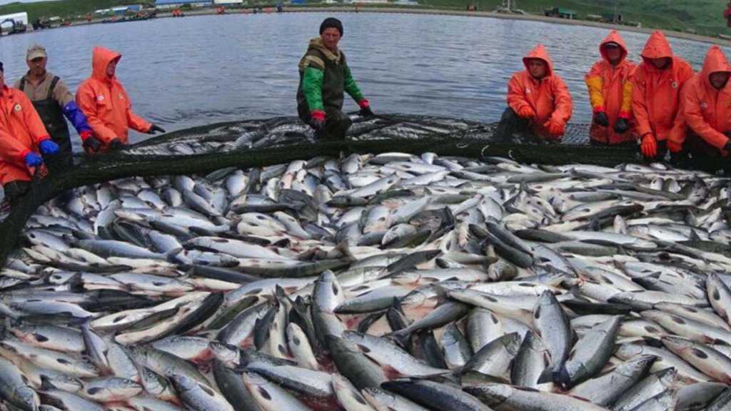 Vladivostok Fish