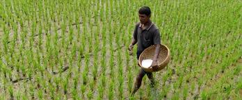 Fertilizer