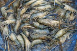 Shrimp