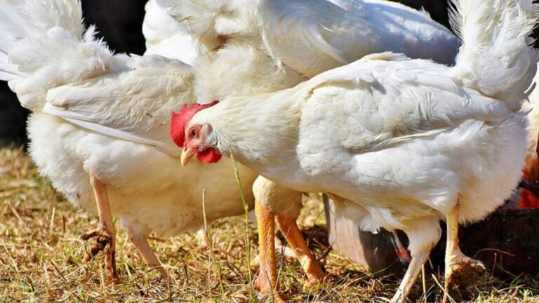 Chicken Crossbreeds