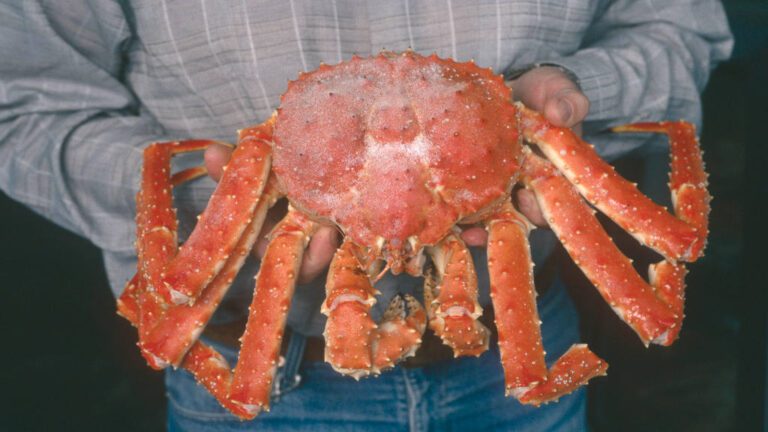 Crab Exports