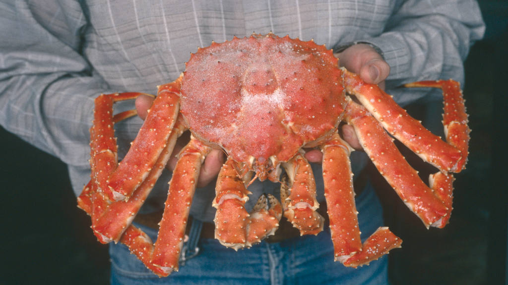 Crab Exports