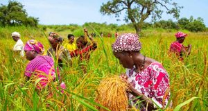 Agriculture