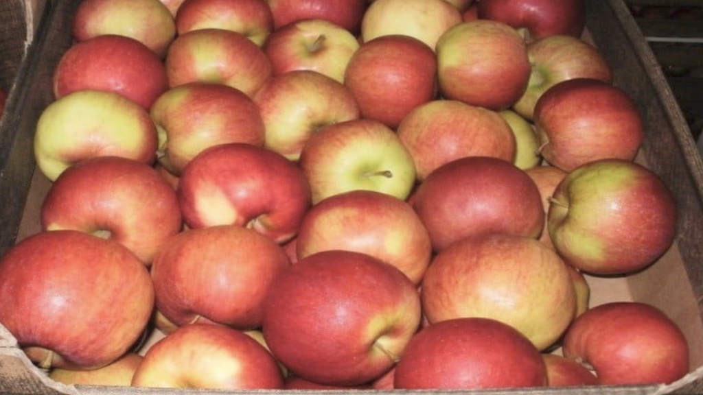 Apples Harvest