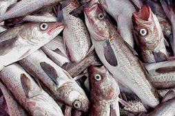 Fish