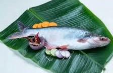 pangasius