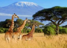 Safari