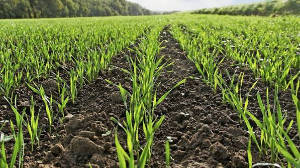 Agriculture