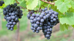 Fruits
